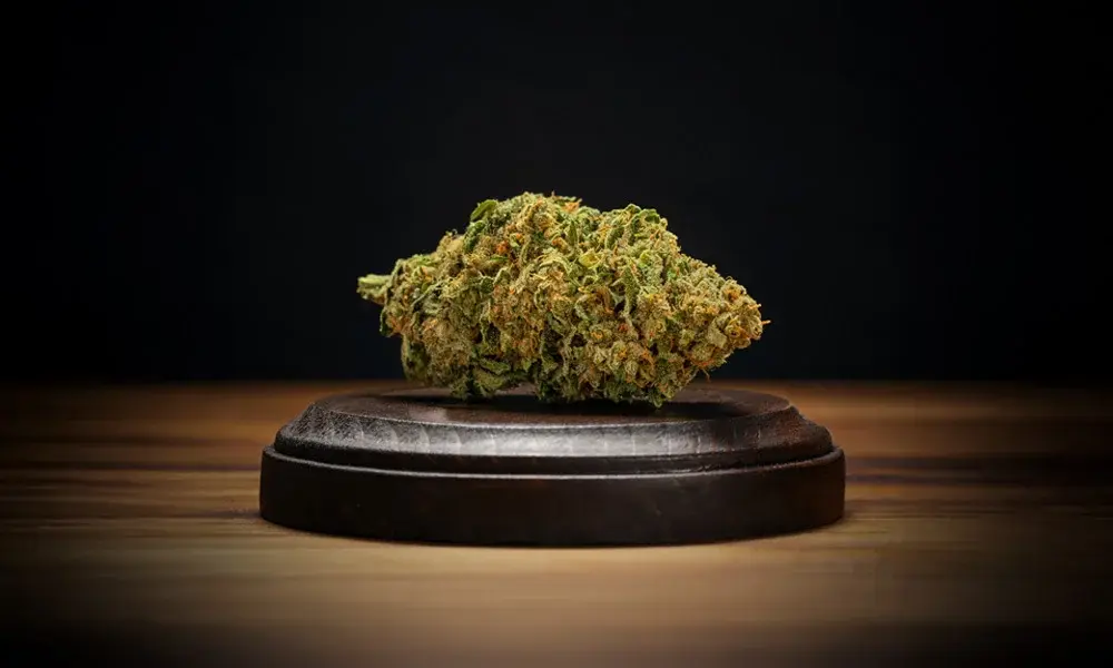 special 3105764 photo