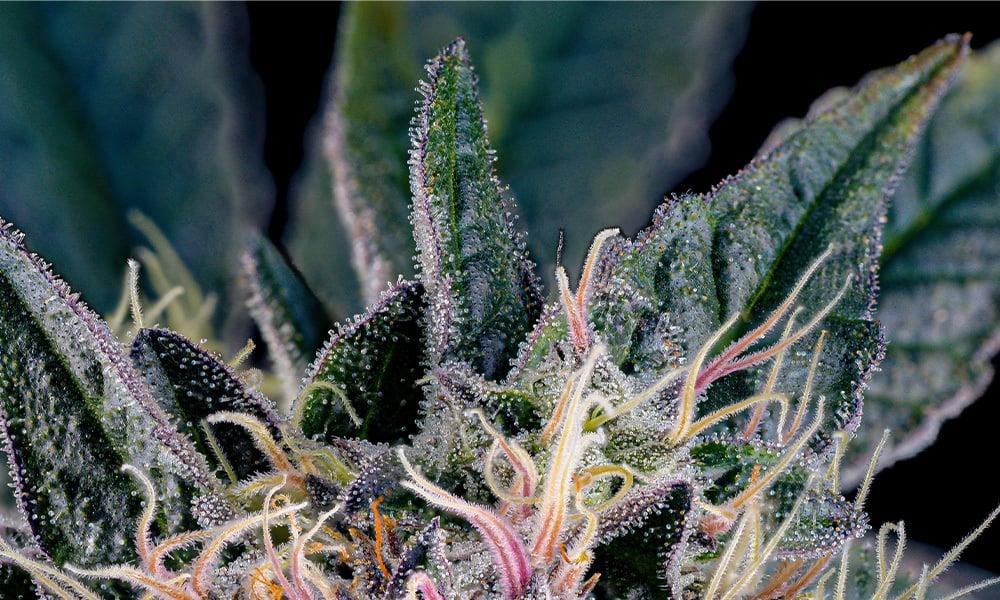 special 3266197 photo